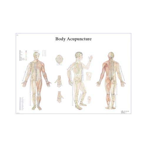 Anatomical Models-Charts