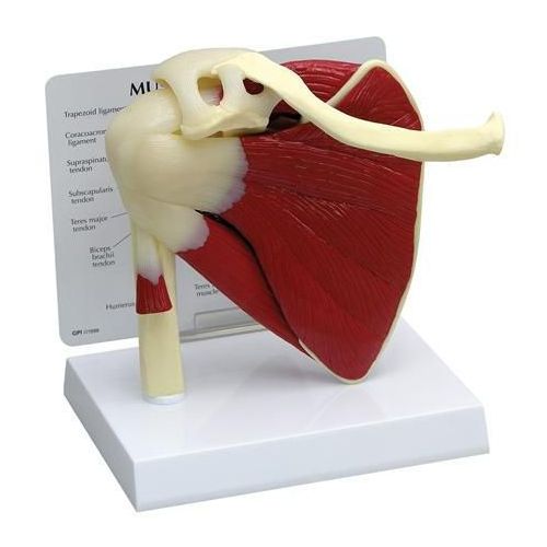 Exercise and Rehabilitation