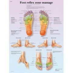 Anatomicalchart:footmassage,reflexzone,laminated