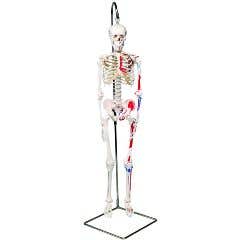 3bScientificAnatomicalModel-ShortyTheMiniSkeletonWithMusclesOnHangingStand-AnatomicalModel-ShortyTheMiniSkeletonWithMusclesOnHangingStand
