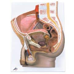 3bScientificAnatomicalMalePelvis,2Part-AnatomicalModel-MalePelvis,2Part