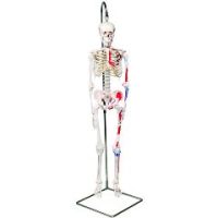 3b Scientific Anatomical Model - Shorty The Mini Skeleton With Muscles On Hanging Stand - Anatomical Model - Shorty The Mini Skeleton With Muscles On Hanging Stand