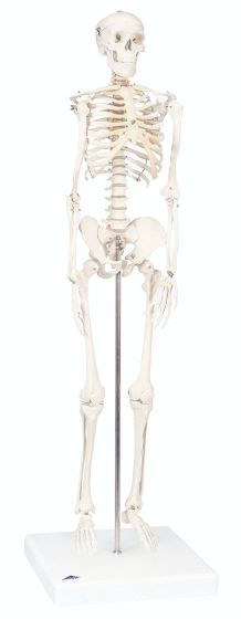 3B Scientific® Knee Joint Model with Smart Anatomy App – Life-Size, Detachable
