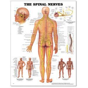 Spinal Nerves Poster 20" X 26" Styrene