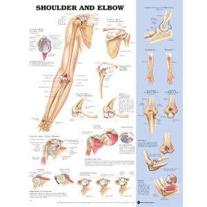 Shoulder/Elbow Poster 20" X 26" Styrene