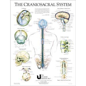 Craniosacral System Poster 19" X 25"