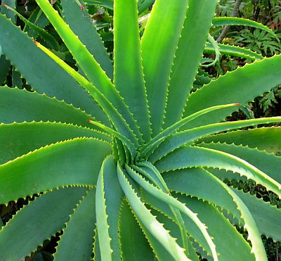 Natural Healing from Aloe Vera