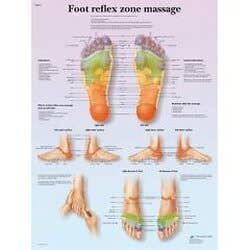 Anatomical chart: foot massage, reflex zone, laminated