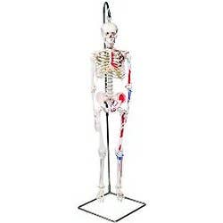 3b Scientific Anatomical Model - Shorty The Mini Skeleton With Muscles On Hanging Stand - Anatomical Model - Shorty The Mini Skeleton With Muscles On Hanging Stand