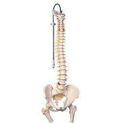 Vertebral Column & Femoral Heads