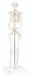 3B Scientific® Knee Joint Model with Smart Anatomy App – Life-Size, Detachable
