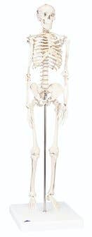 3B Scientific® Knee Joint Model with Smart Anatomy App – Life-Size, Detachable